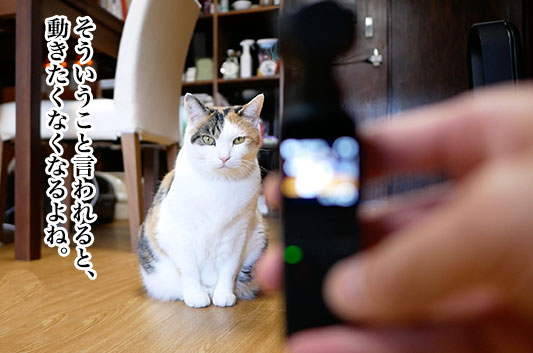 猫動画撮影の強い味方 ブレない神カメラ Dji Osmo Pocket Moshinuko